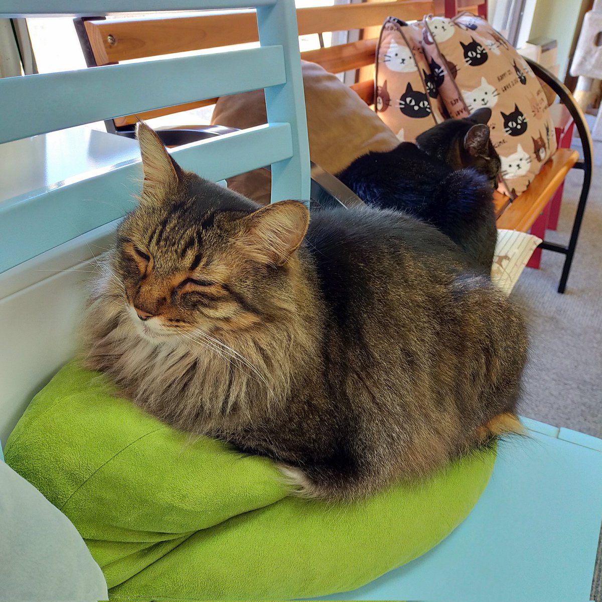 aizu_megoneko's tweet image. 猫休日明けの木曜日
#會津めごねこ 営業中です

今朝は放射冷却でかなり冷え込みましたが、今はぽかぽか
陽射しが穏やかな秋晴れ☀
貴重な晴れ間です✨
お散歩もいいですね

猫も温かくなっています❤
11匹のめごい猫に逢いに来てね〜！

#触れ合える猫カフェ
#猫休日
#固定ポスト見てね
#会津 ＃cat