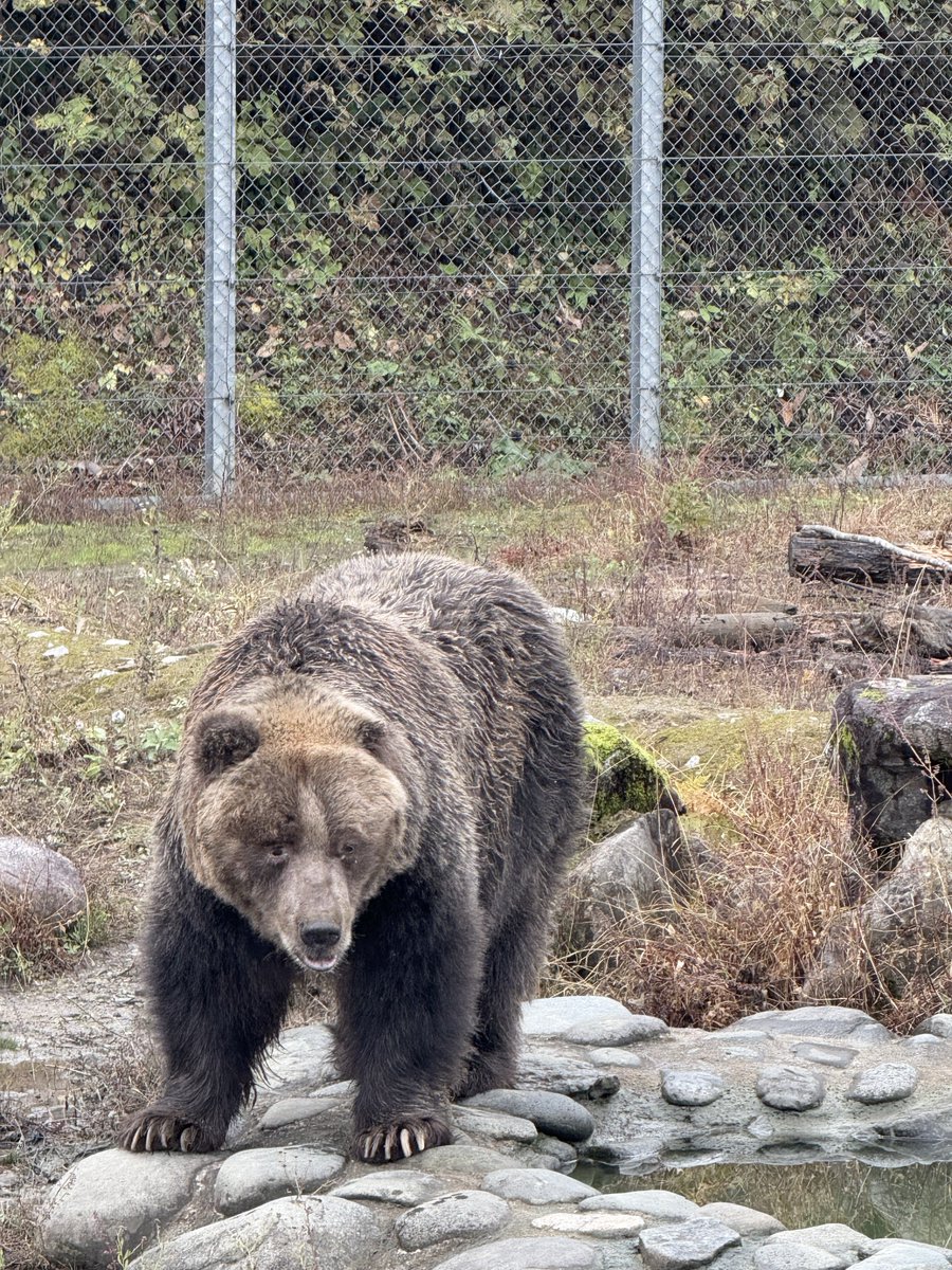 クマちゃん他。ばら園です。 楽天市場】くまちゃん ぬいぐるみ GG柄レースドレスくまちゃん