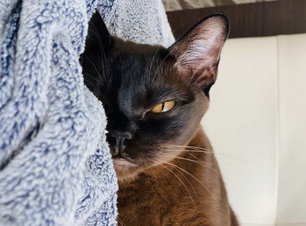 MSnufkin's tweet photo. @TheCatsX Two moods: either fierce or intrigued Puss in boots eyes https://t.co/EJSrtAAjT7