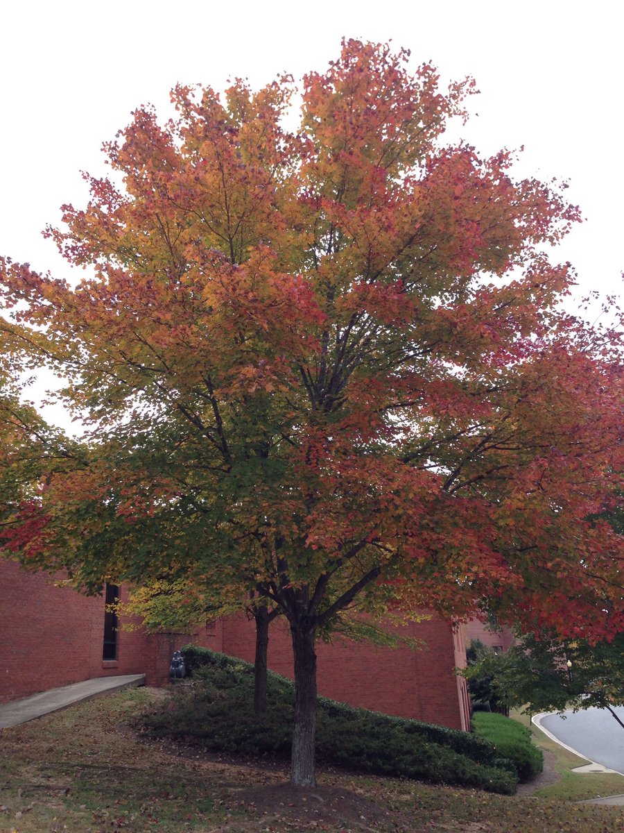 BaynesCreates's tweet photo. Can’t believe October is almost gone! Can you? #trees #fall #photography📷 https://t.co/mbIALceAJG