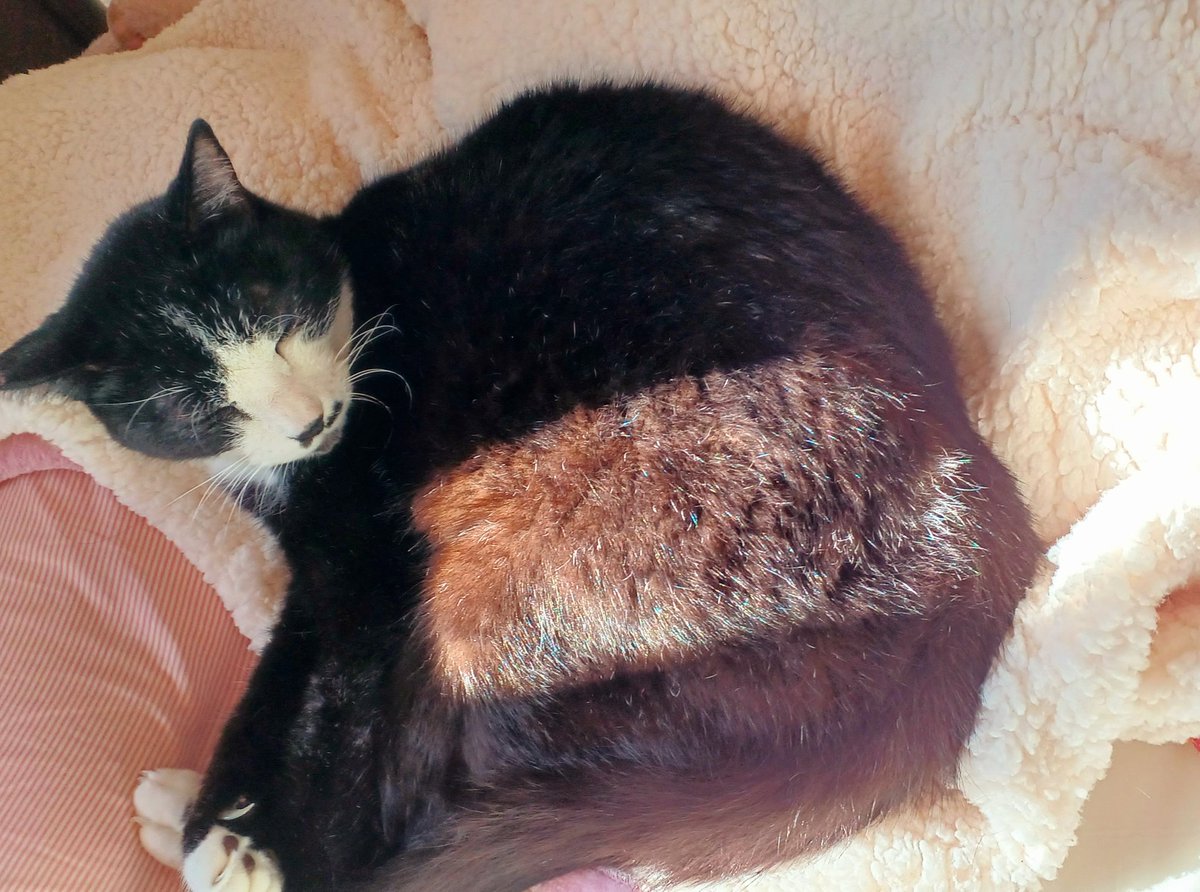 cuchan0803's tweet image. 寒い朝でした

クーちゃんは小さなストーブで暖まり😸
今は日向ぼっこしています☀️

葛根湯を飲んで、マヌカハニーのど飴なめて風邪退治🤧
なんかしつこい😂

午後もお元気で🥰

#日向ぼっこ 
#あおぞら