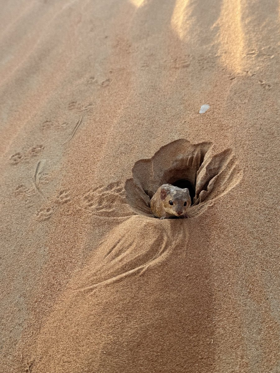 はなももさんちの、砂漠と動物たちの彫刻の撮影、かけがえない日々と時間。