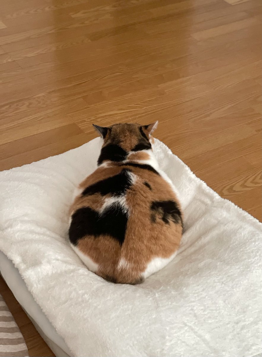 にゃんころもち (@sakura_nyancolo) / Posts / X