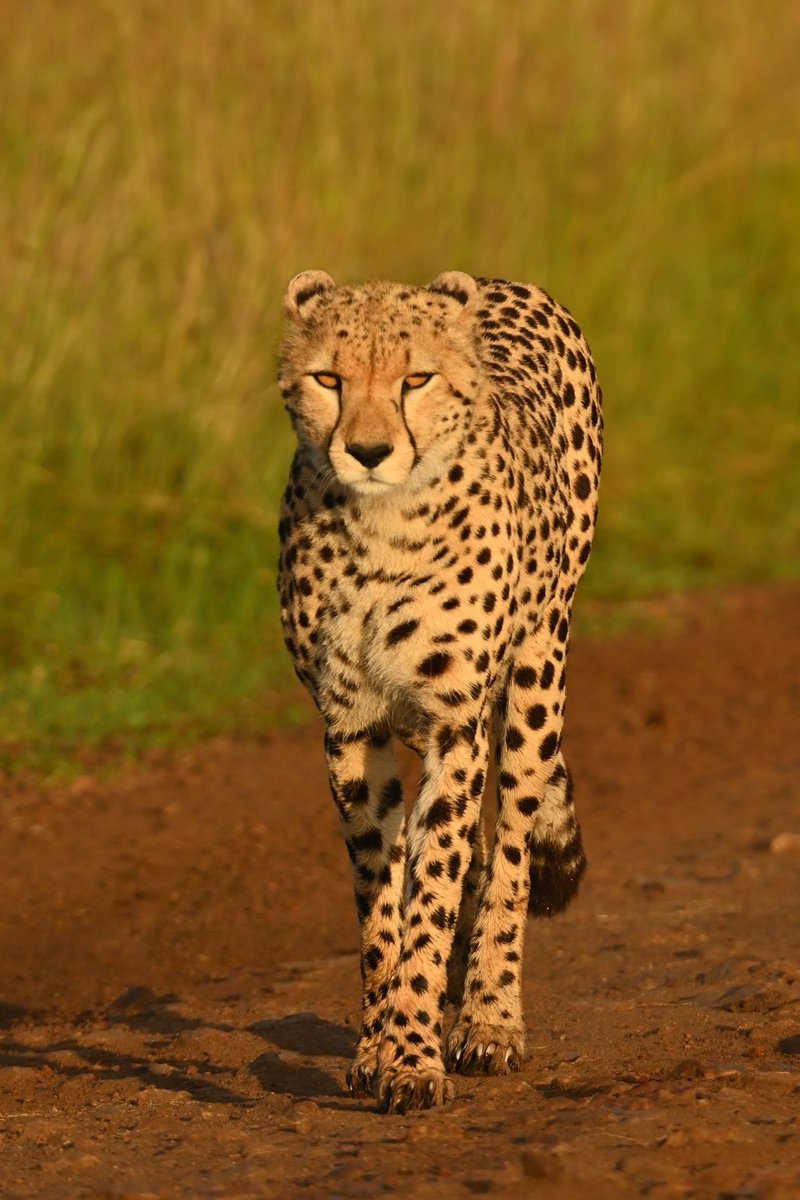 bownaankamal's tweet photo. Big Cats of Masai Mara | Kenya | Photos by @BownaanKamal
1) Naimutie (Nashipae’s Daughter)
2) Jilime
3) Lolgorgol
.
#animal #animals #bigcats #bigcatsofmasaimara #wildkenya #wildlife #wildlifephotography #africa #kenya #maasaimara #bownaankamal https://t.co/pEfeLB0iLB