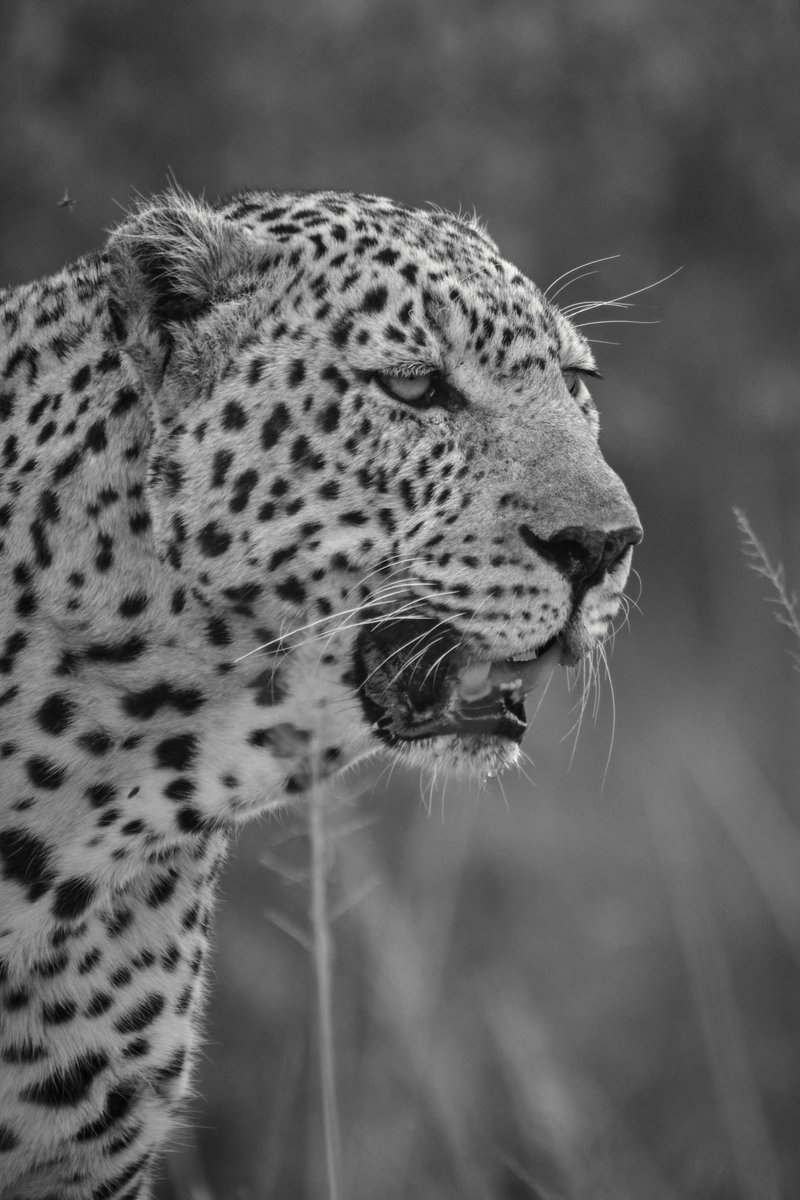 bownaankamal's tweet photo. Big Cats of Masai Mara | Kenya | Photos by @BownaanKamal
1) Naimutie (Nashipae’s Daughter)
2) Jilime
3) Lolgorgol
.
#animal #animals #bigcats #bigcatsofmasaimara #wildkenya #wildlife #wildlifephotography #africa #kenya #maasaimara #bownaankamal https://t.co/pEfeLB0iLB