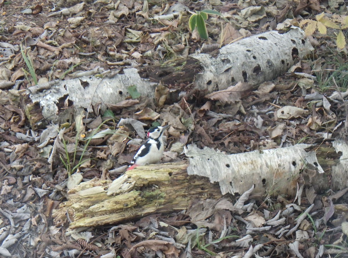 事務所の窓から
アカゲラくんがお食事に来ました。
＃アカゲラ　＃鶴居・伊藤タンチョウサンクチュアリ