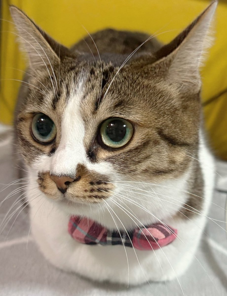 つくきな❤︎ココテテ🐈‍⬛⸒⸒⸒⸒🐾 (@tsukukina971) / Posts / X