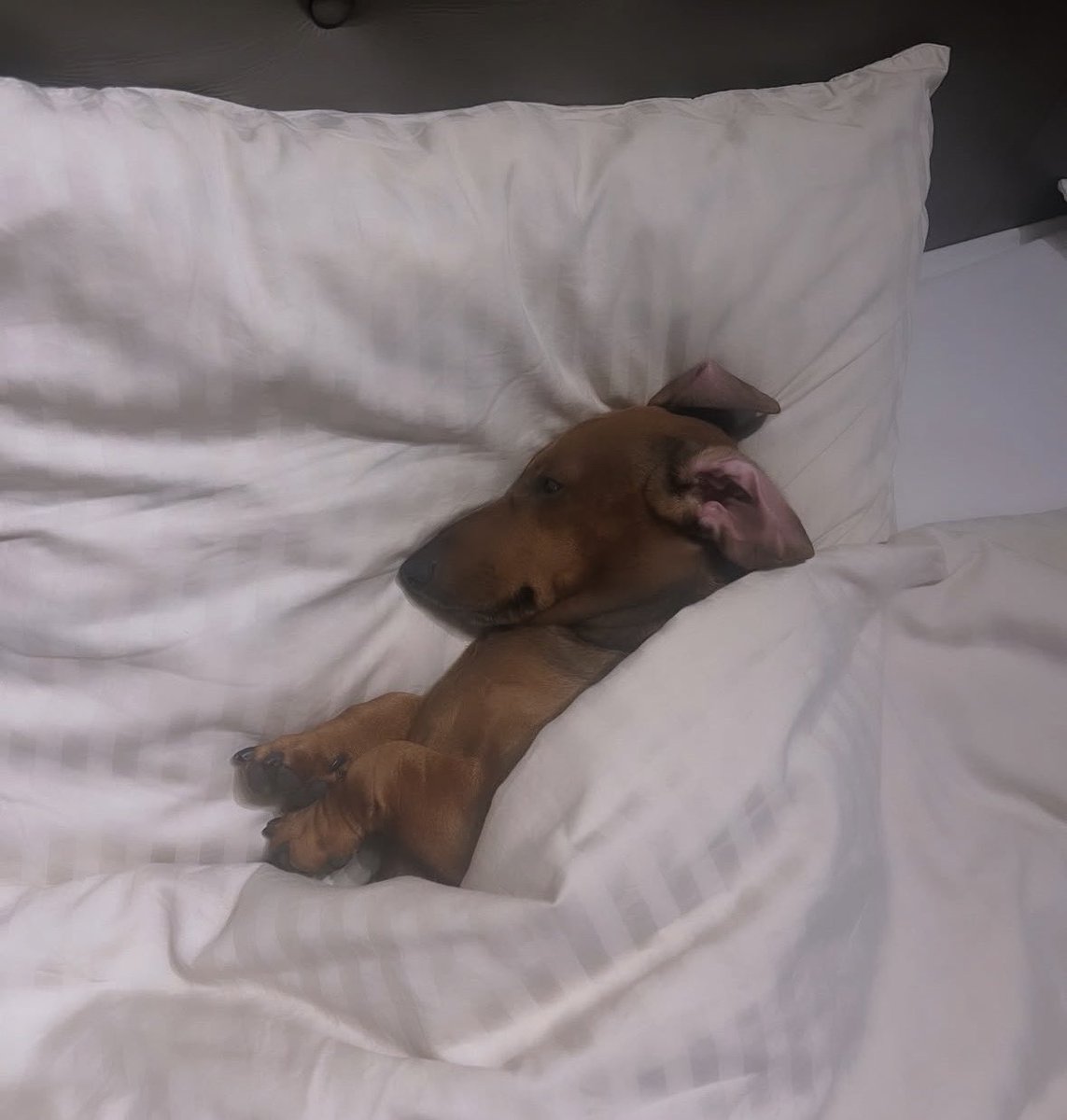 __illker__'s tweet image. Uyanınnn,
Sabah oldu 🐾
#günaydın #perşembe #dost #pati #köpek #uykucu