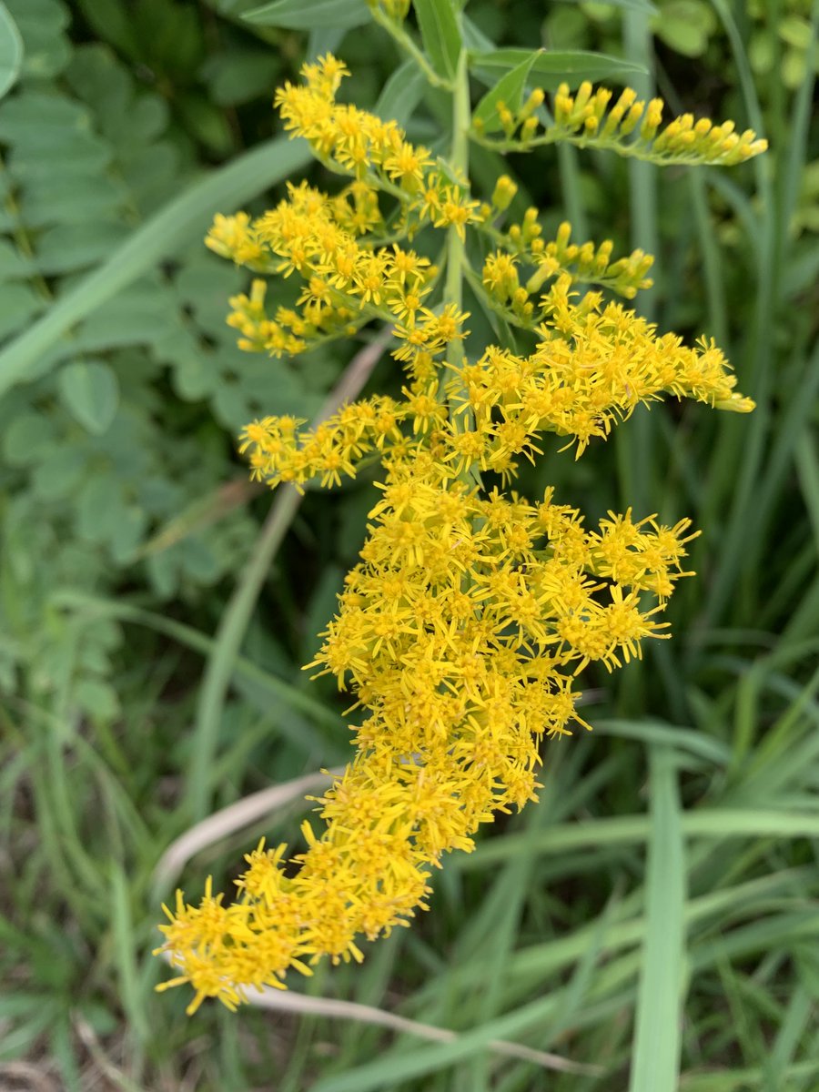 Tempu Nakamura(1876–1968) taught that true strength lies in applying force naturally rather than exerting it. Reflecting on this, I’ve come to see that mastering both mind and body as adaptable tools allows us to live more effectively and continue refining ourselves through life.