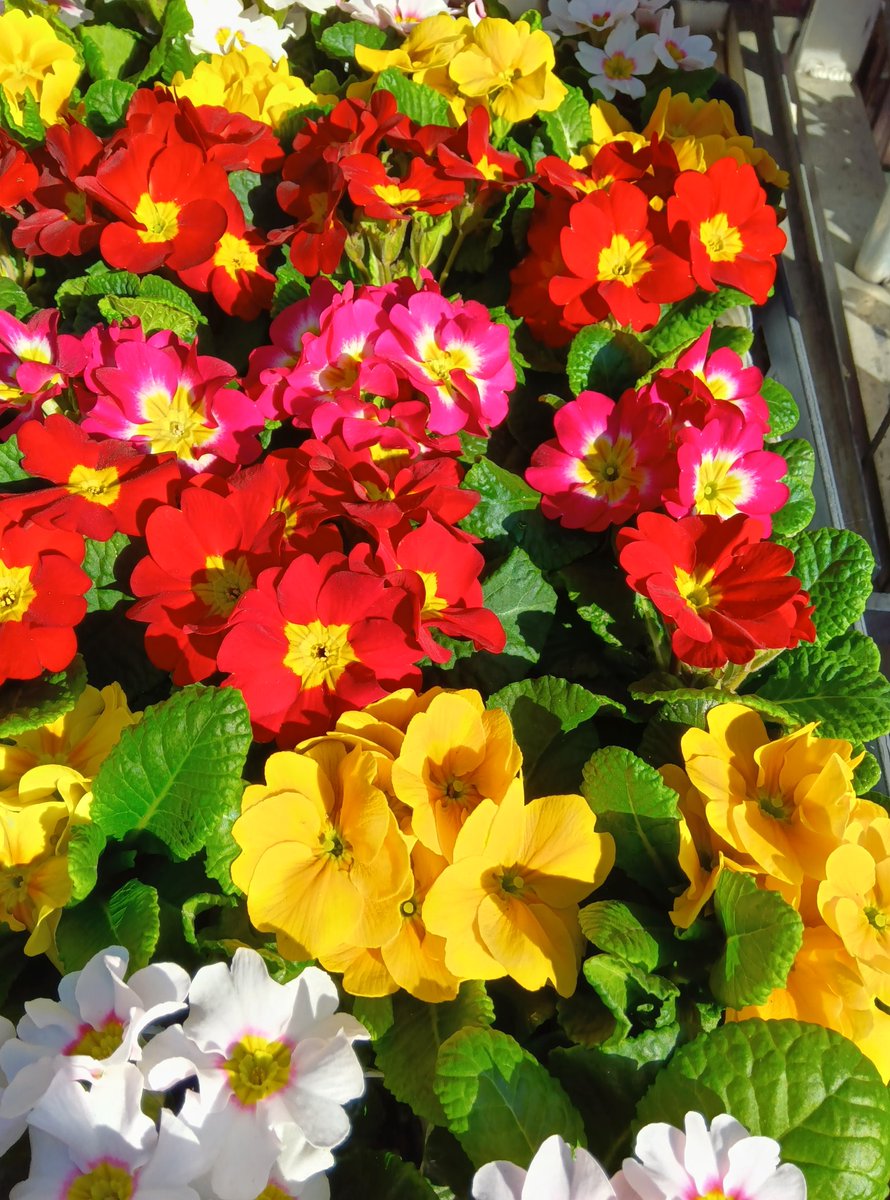 ワールドフラワー大船店 on X