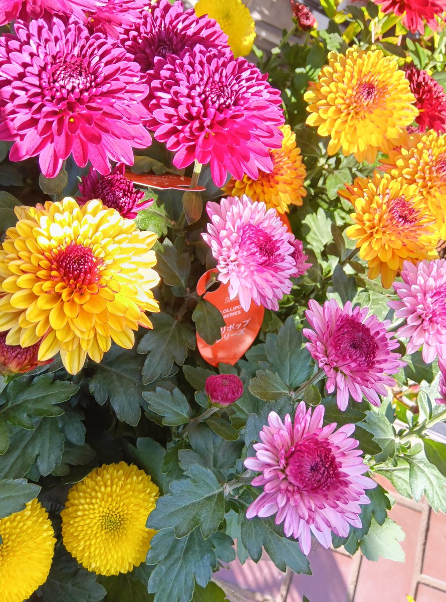 ※　鉢曇摩華購入ヨ−ロッパミヤマ♂野外標本 ヨーロッパミヤマクワガタ ♂ 約75mm標本 イタリア産 - メルカリ