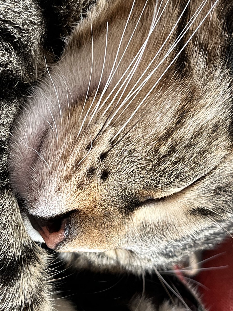 mtrohl's tweet image. 