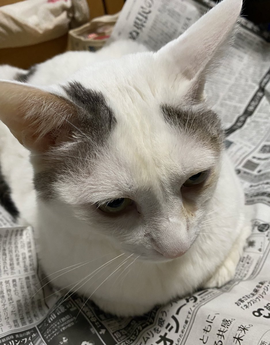ayanya5's tweet photo. 新聞に乗るのが好き
 #猫好きさんと繫がりたい　#猫のいる暮らし https://t.co/HvoNlUxlpK