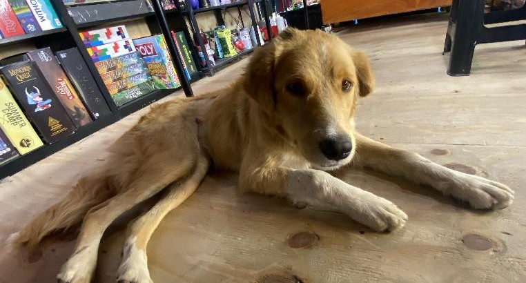 Esta bebita, de aproximadamente un año, se encuentra en la feria navideña frente al Jumbo. Está recién operada y lleva un collar. Es muy tierna, dócil y juguetona. Si la estás buscando o deseas darle un hogar, ya sabes dónde encontrarla. Favor RT!
#Iquique