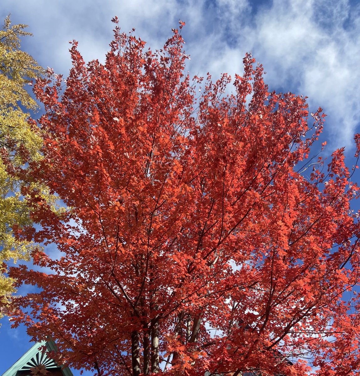 GlaspellTrees's tweet photo. https://t.co/vTKa2gbY6Q
