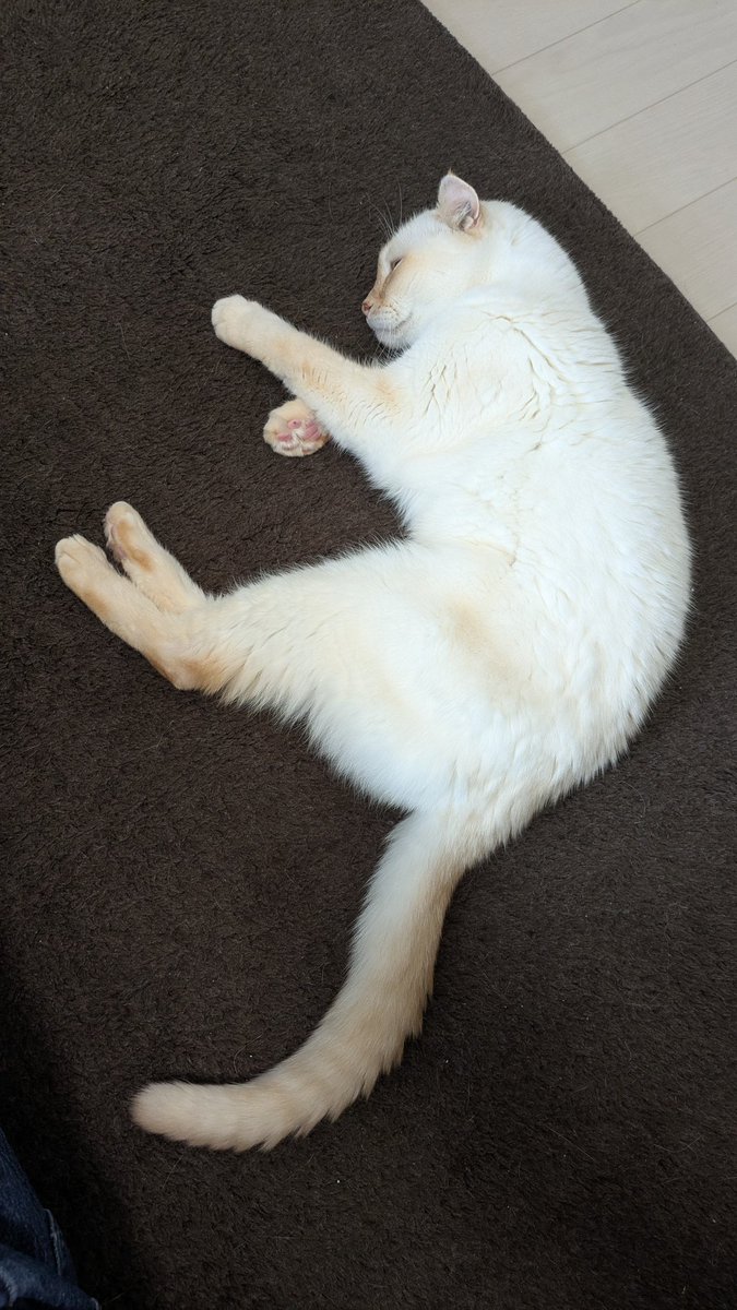 くろねこページ シナダ SHINADA ぬいぐるみ もちねこ クロ(XL) MONE-0880B