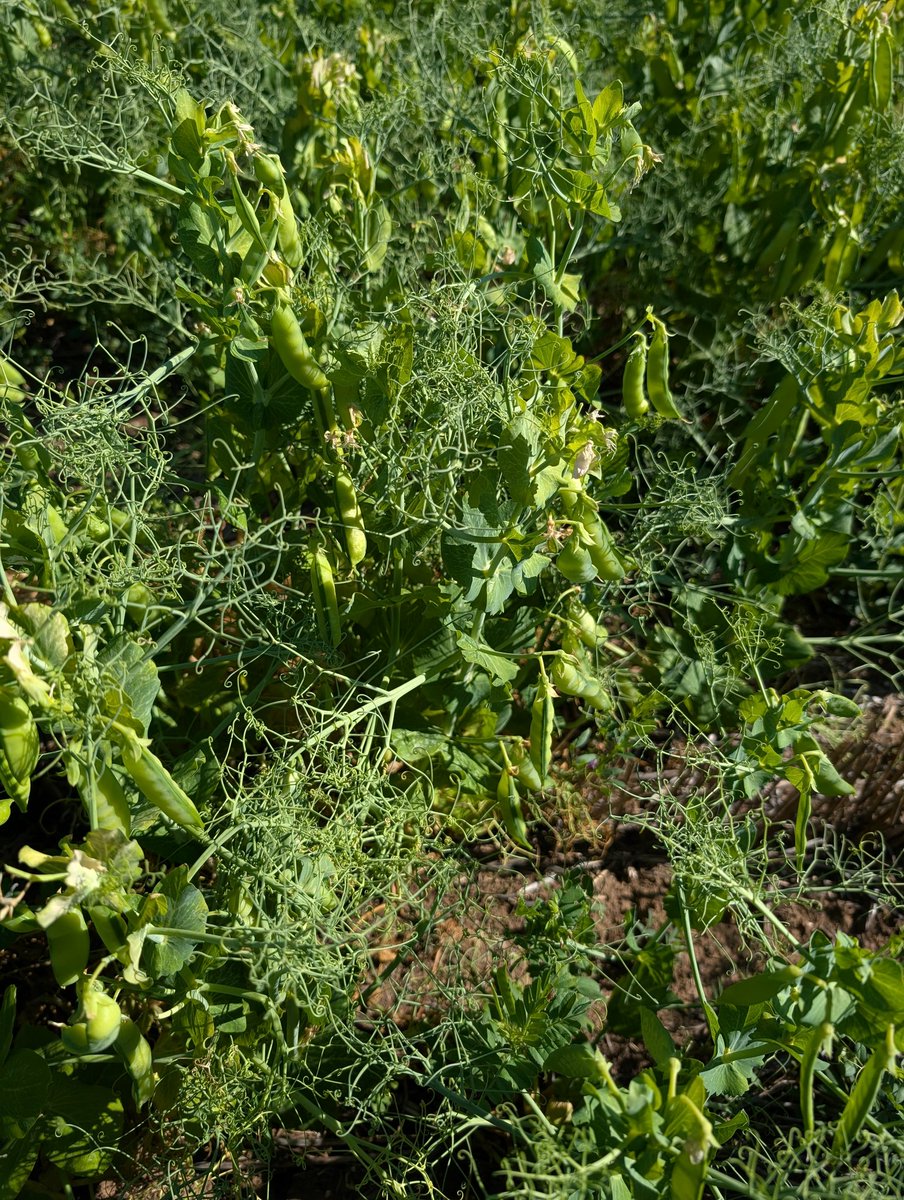 25mm a week ago and all looking good. Now a light frost and it looks like they've been dessicated. All varieties. Fortunate there's a good canopy and plenty underneath are ok. Peas on the other hand look ok🤔