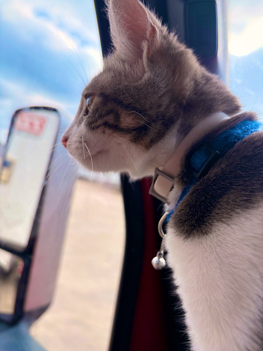 playamademinaj's tweet photo. #HappyNationalCatDay I miss my bookie so much.! 💗 with her bad self and she think she a dog. https://t.co/QXaKGoLSY4