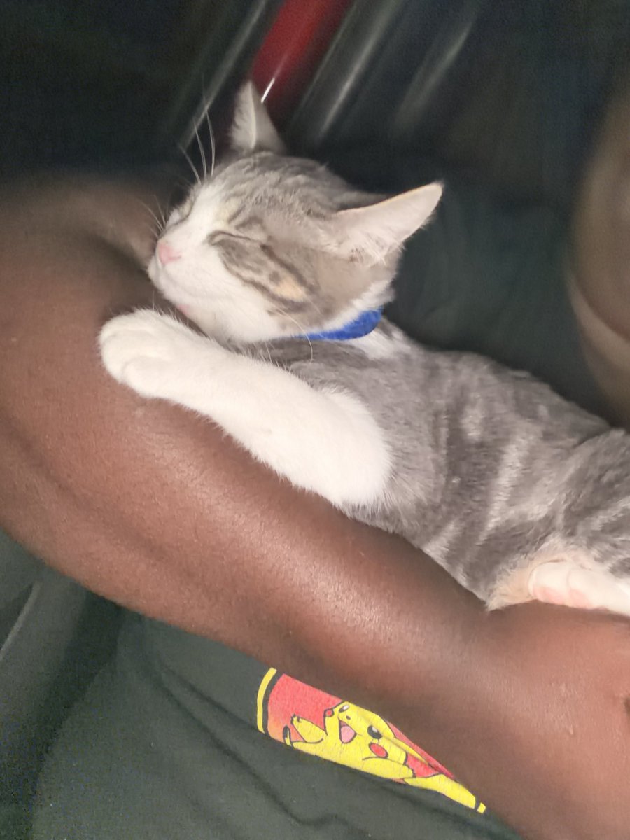 playamademinaj's tweet photo. #HappyNationalCatDay I miss my bookie so much.! 💗 with her bad self and she think she a dog. https://t.co/QXaKGoLSY4