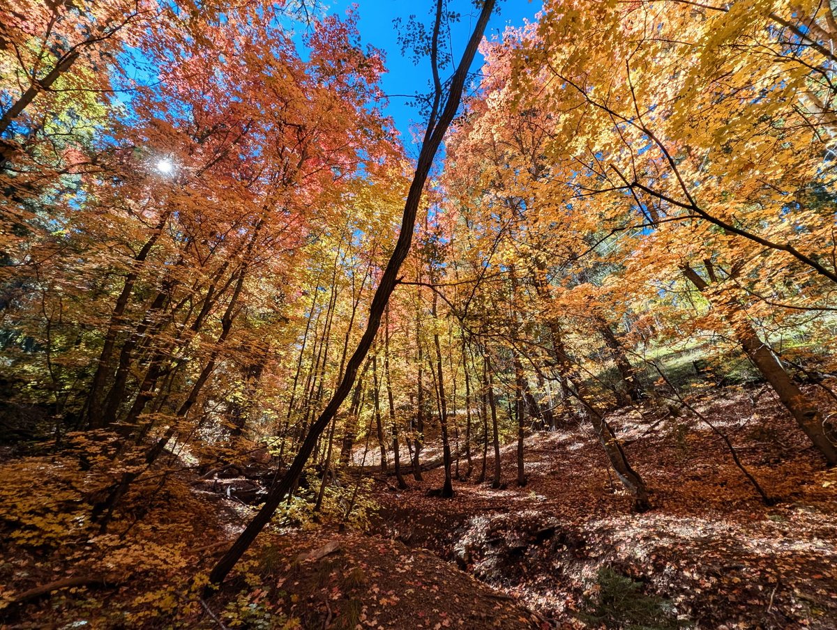 Who says Arizona doesn’t have fall? On the Catalina Mountains on Mt Lemmon overlooking Tucson, Arizona.