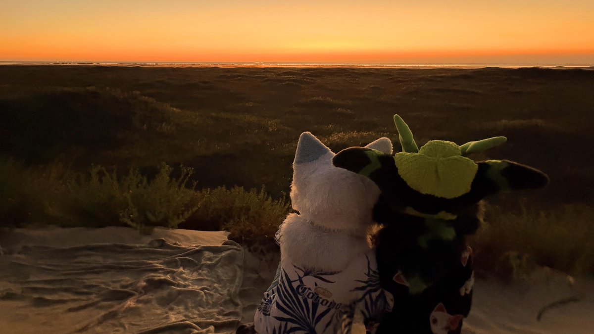 ZigTheDragon 🐲 tweet media