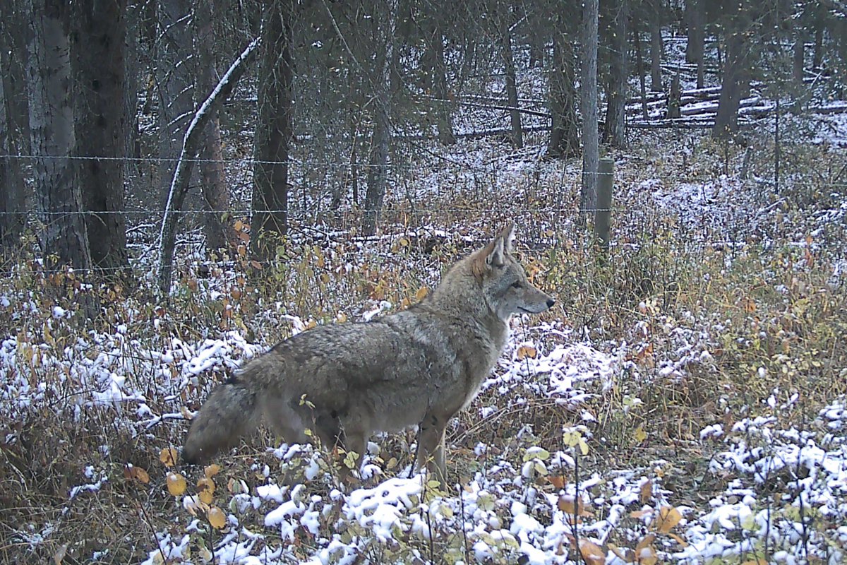 Dendritic_View's tweet image. This is almost jigsaw puzzle material

#Coyote 
#TrailCam