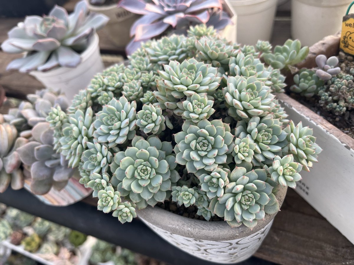 Mayu様　確認( ゜∀゜)つ　多肉植物 Mayu様 確認( ゜∀゜)つ 多肉植物 Inside Village Garden