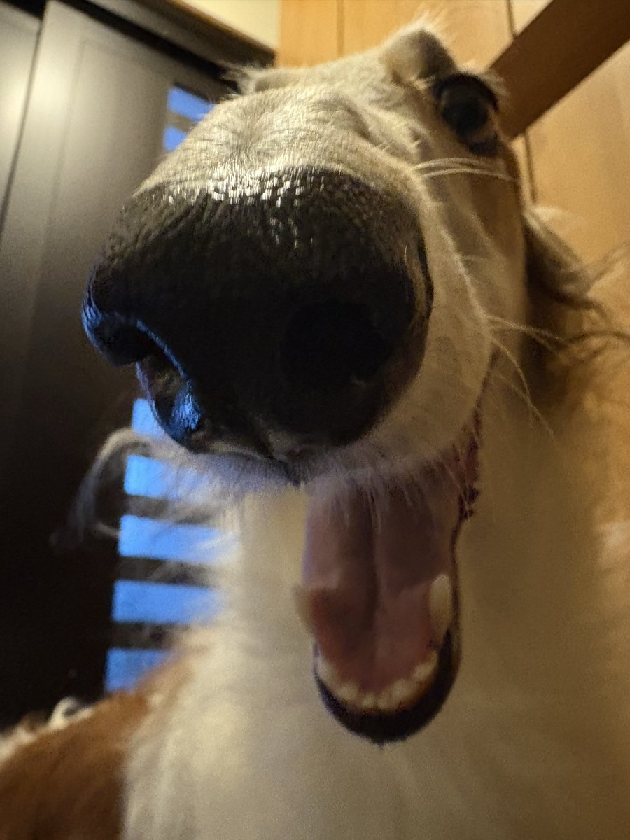 予防接種行ってきた！
体重は32kgだったよ( ˘͈ ᵕ ˘͈  )