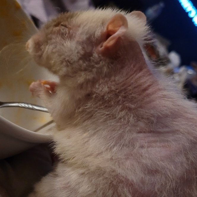 LadyLikeRat's tweet photo. Have to put down one of my elderly rats tomorrow probably won't post to this account for a bit because I can't do fun rat girl rp while crying over the only transfem rat passing ill come back to make my shitty posts later for now she's getting my full attention this last day https://t.co/9bQ2NkAyL7