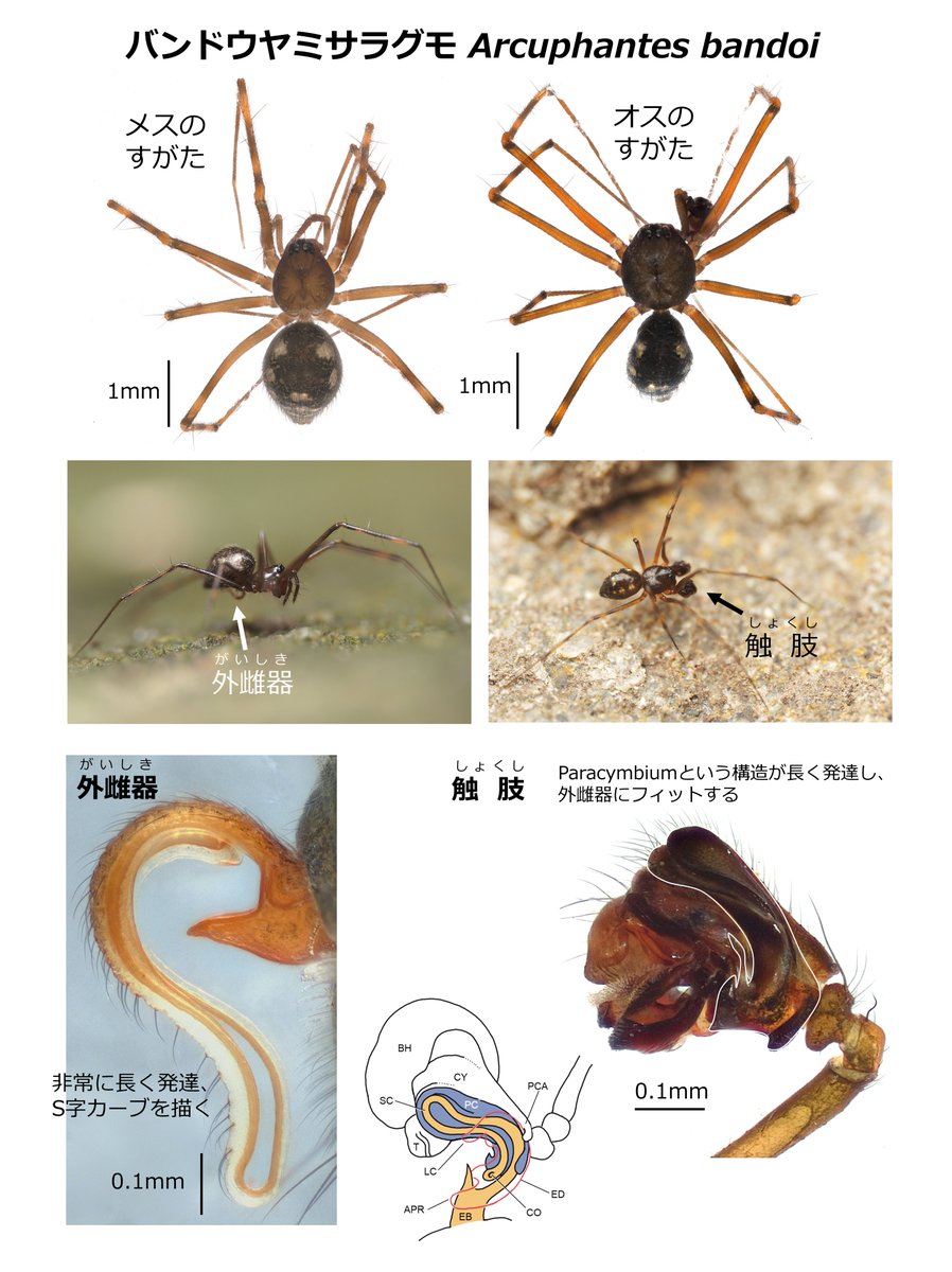 tokushima_mus's tweet photo. 【阿波市・美馬市から新種発見！】
当館の鈴木学芸員が、阿波市および美馬市脇町から新種のクモを発見し、阿波市のクモ研究家 坂東治男氏にちなみ「Arcuphantes bandoi（和名：バンドウヤミサラグモ）」と命名しました。
#徳島県 #阿波市 #美馬市 #クモ #新種 https://t.co/BAJ7l2lJ13