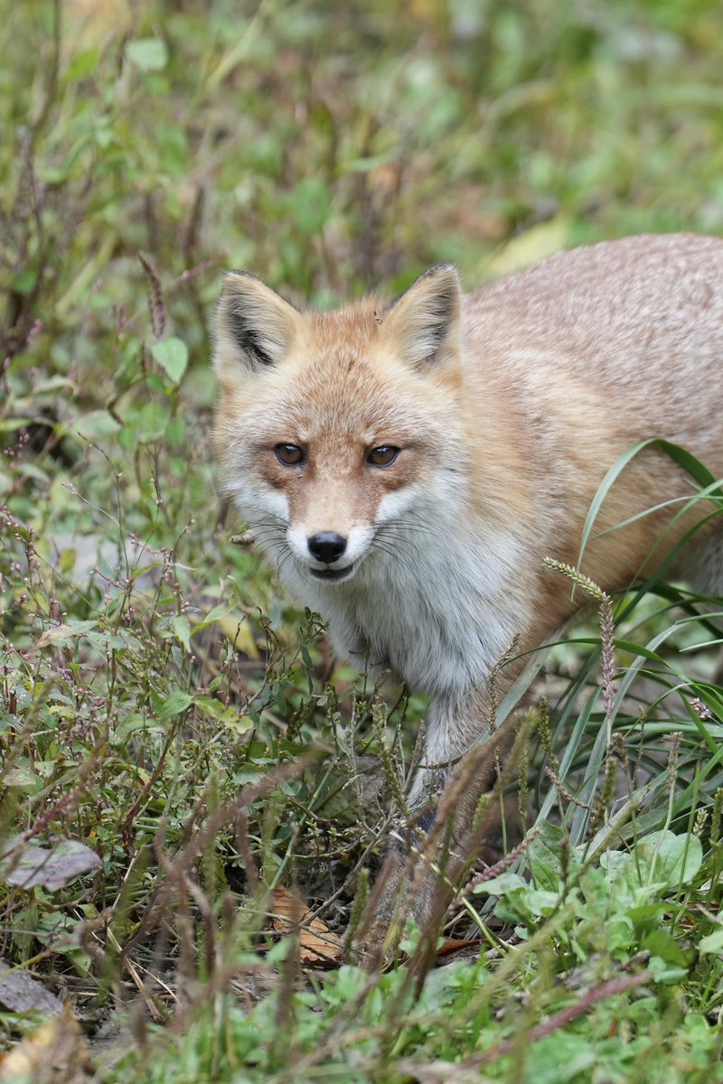 ジジおまとめ くろねこジジ🐈‍⬛ on X