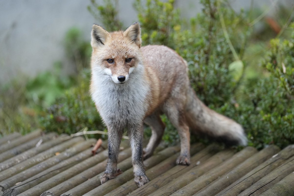 くろねこ＊ページ ハニワを抱きしめる。#黒猫つくねちゃん #Tsukune_chan #猫 #黒