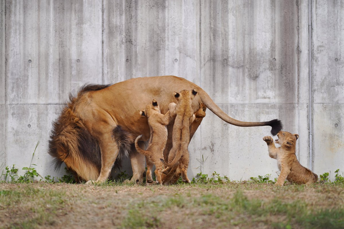 狙われるお父さん

#のんほいパーク 
#ライオン