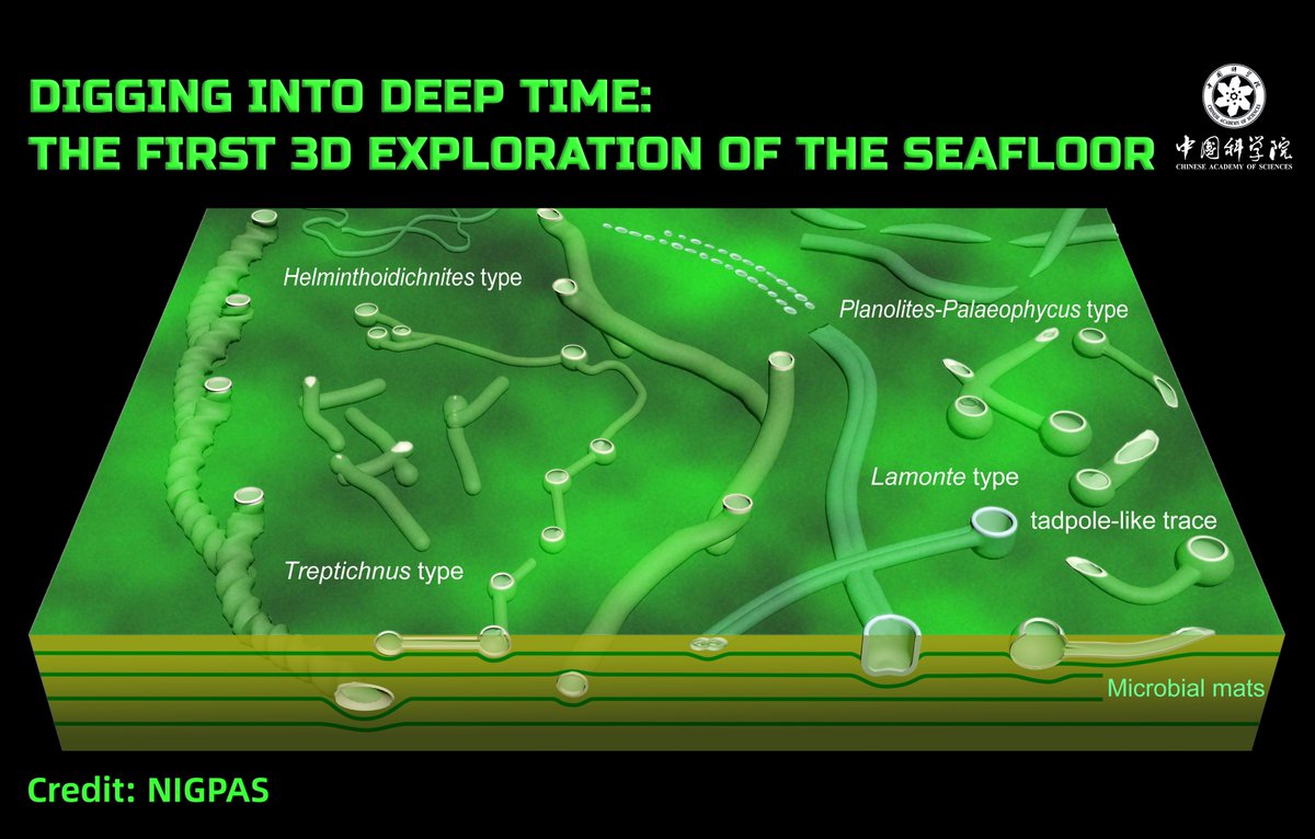 CAS__Science's tweet image. 🐾 The first 3D explorers appeared 550 million years ago!
Scientists from the Nanjing Institute of Geology and Palaeontology, CAS, discovered the world&apos;s oldest complex burrows — revealing how early life reshaped our planet.
🔗 Read more: english.cas.cn/newsroom/resea…

#CAS #NIGPAS…