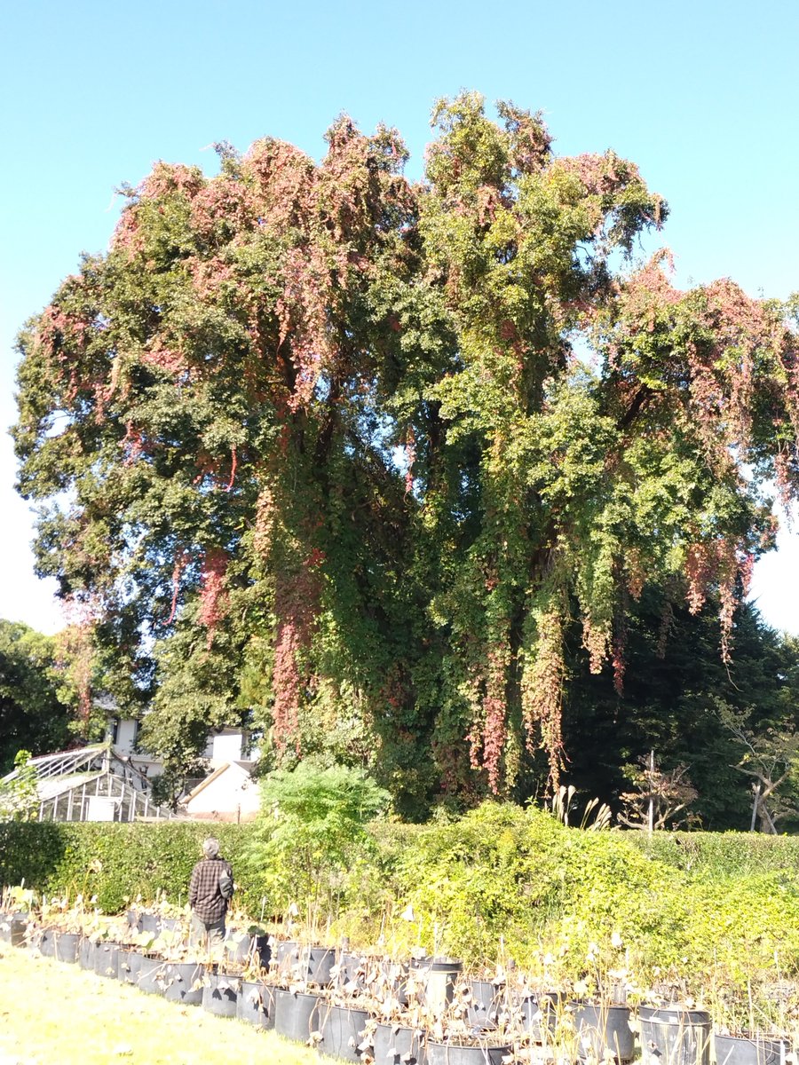京都植物園よもやま情報 on X