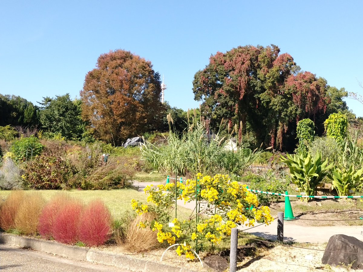 京都植物園よもやま情報 on X