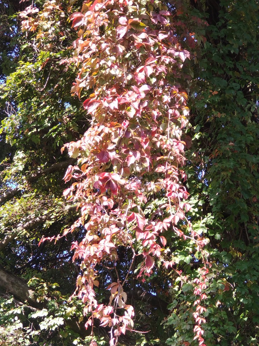 京都植物園よもやま情報 on X