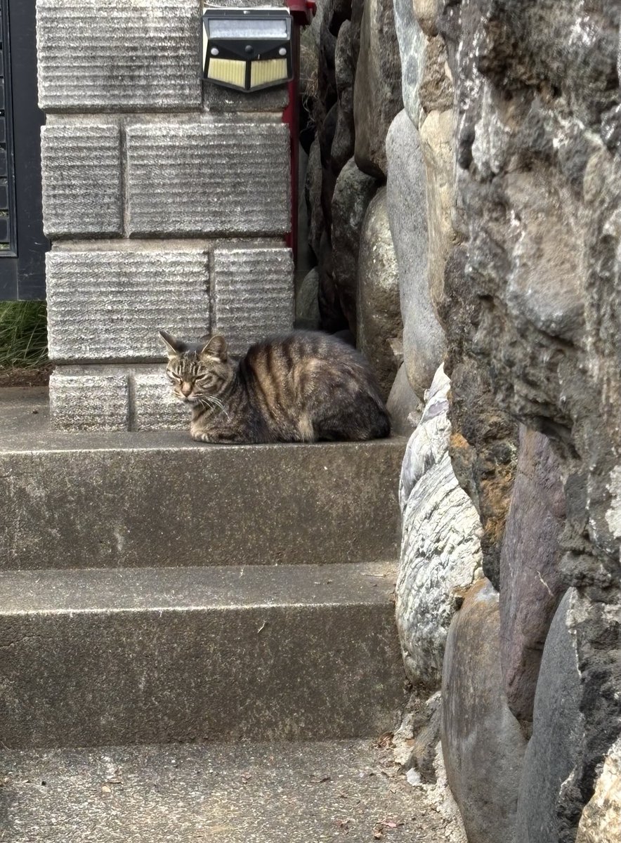 ☆b384、ソリッドブ ラス 背の高い立ち猫の彫刻 1980年 ☆b384