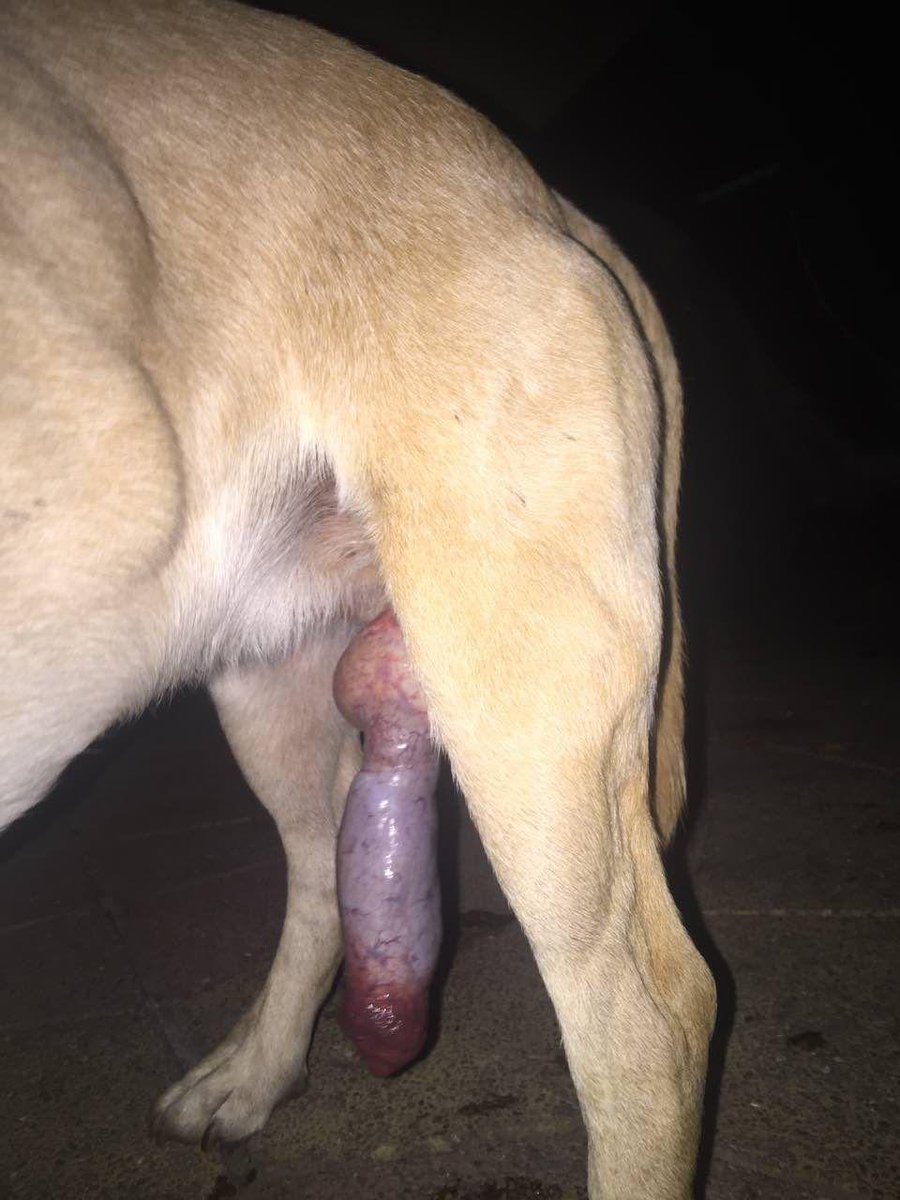 XxdogsultxX's tweet photo. big boy... https://t.co/pDa8VV8BeA
