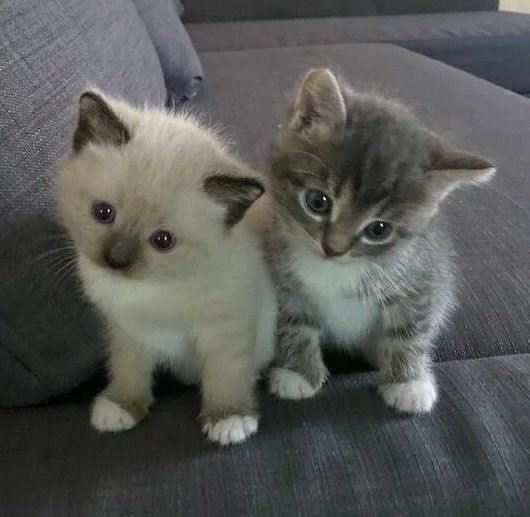 The Pets 𝕏 (@thepetsx) on Twitter photo 