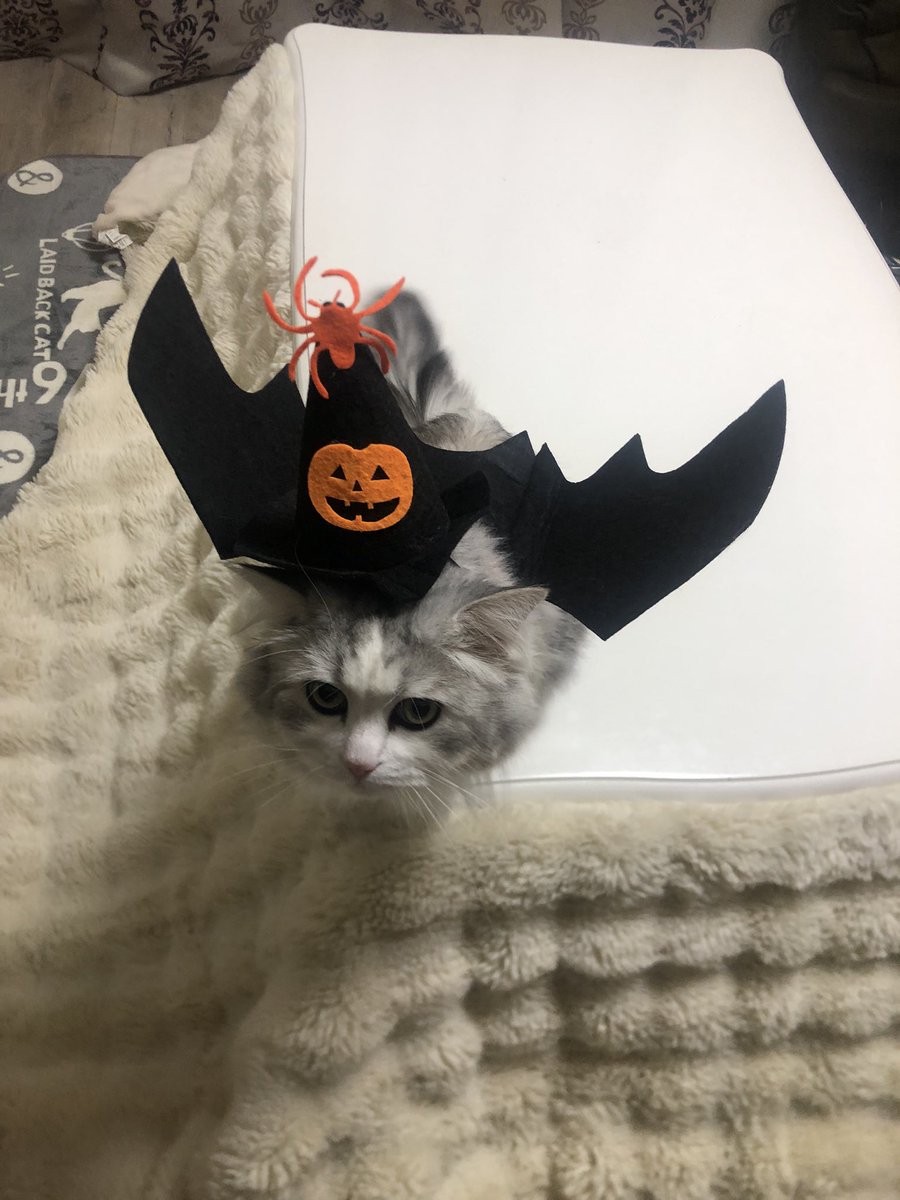 222kimi (@kGy47F80CQoYXQ7) / Posts / X