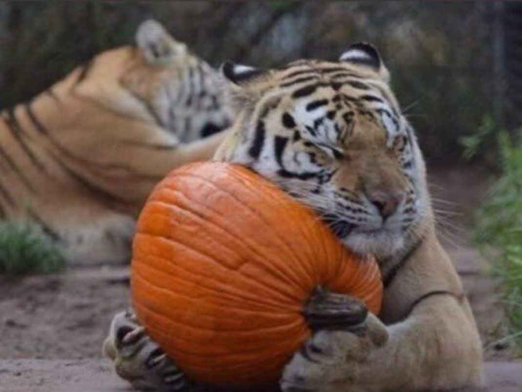 elliotconk's tweet photo. Going to the pumpkin patch https://t.co/GXHAsjixTk