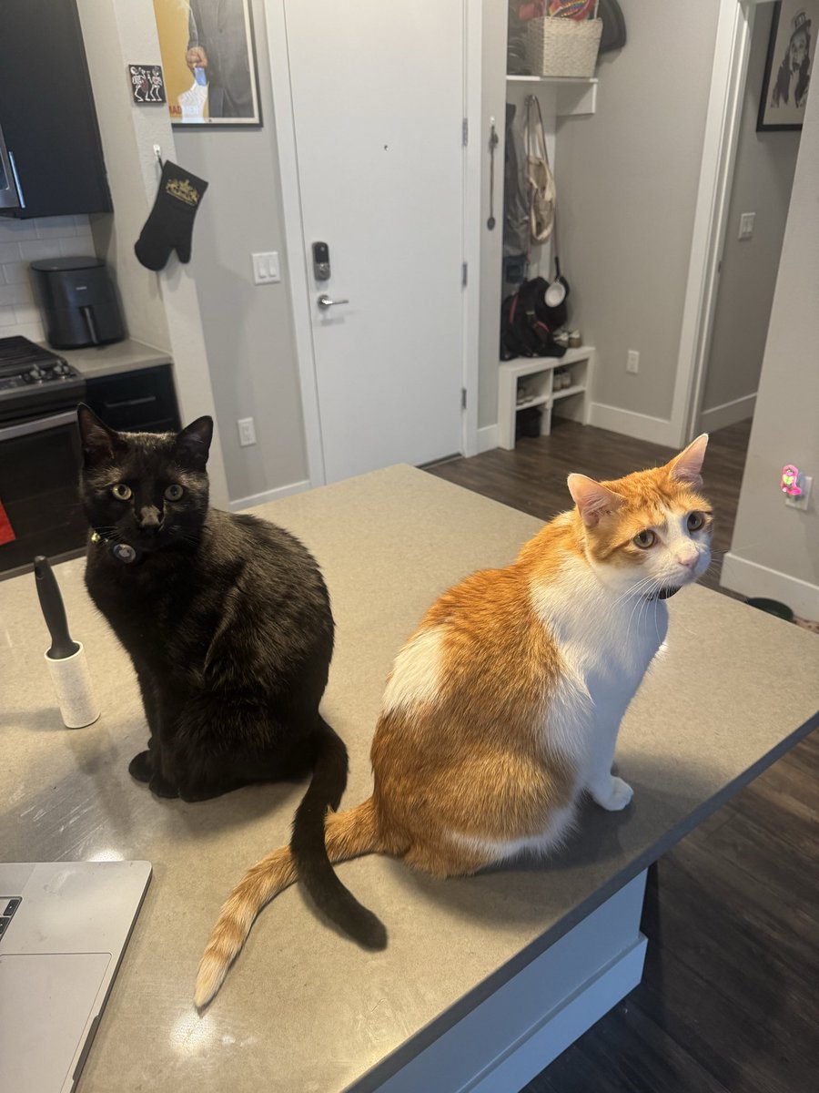 TheRealTLLJ's tweet photo. #nationalcatday
#notthestepfather
#thefatherthatSTEPPEDUP https://t.co/hNAbTrKHM6