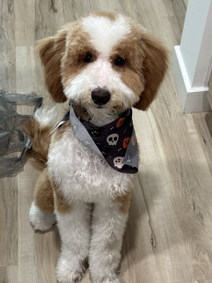 Ayla Nguyen tweet media