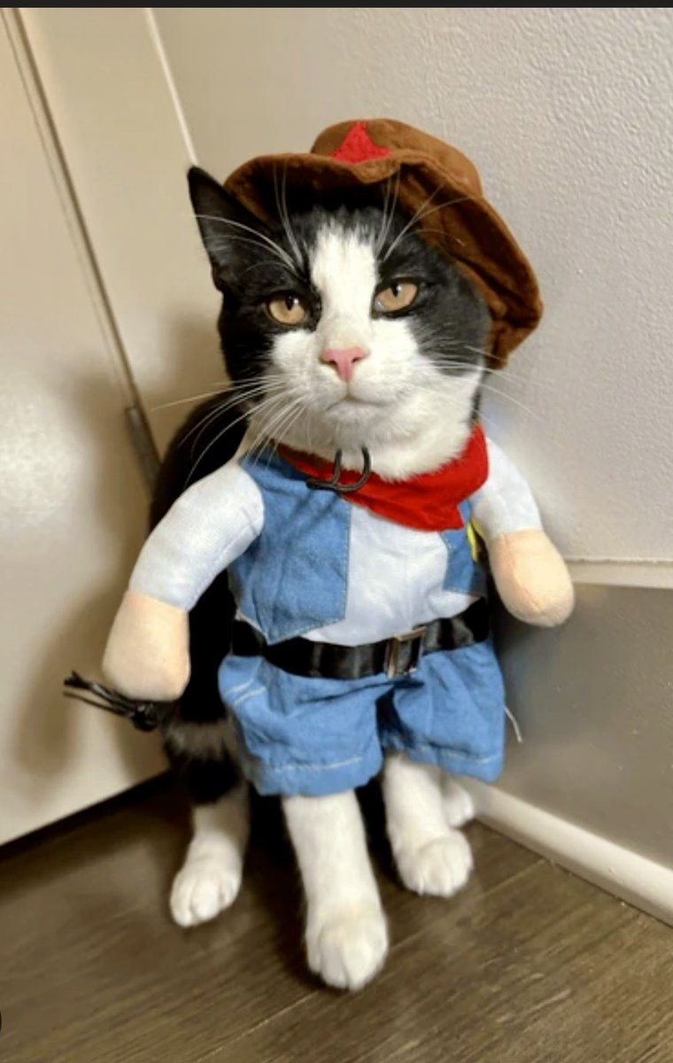 v.lemon8-app.com/s/AgdkxFUMYm
National Cat Day! 
Do you dare dress up your kitty for Halloween? 
#nationalday #cats #halloween