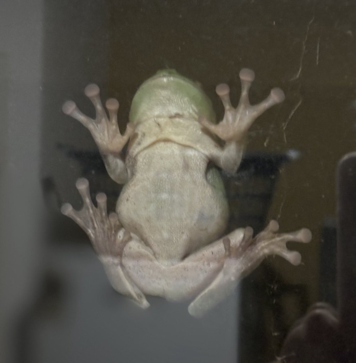 FeathersMcGee's tweet photo. laundry window last night after the rain π #greentreefrog large froggy πΈπΈπΈ https://t.co/vqPWBEr4eS