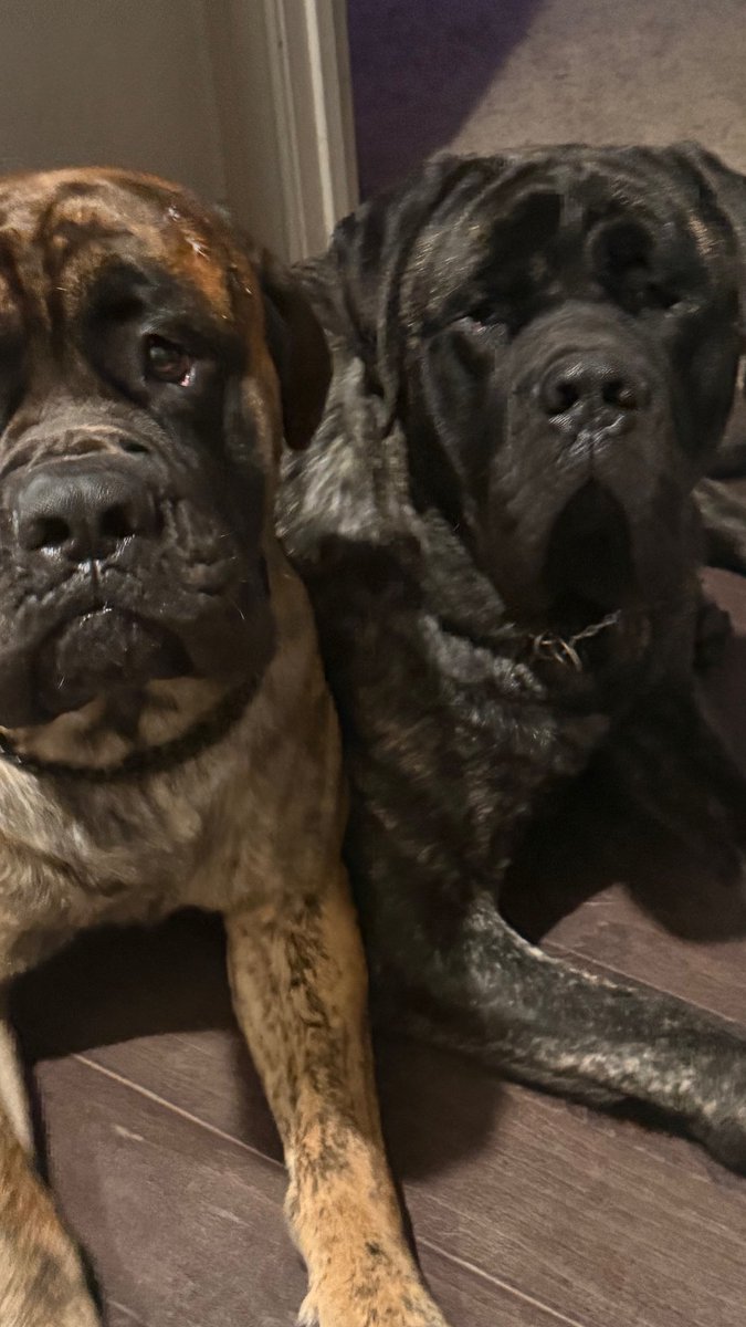 dustinrhodes's tweet photo. Just some puppy love!!!
#Beast #RA #SI
#EnglishMastiffs https://t.co/USHTJ2eRox
