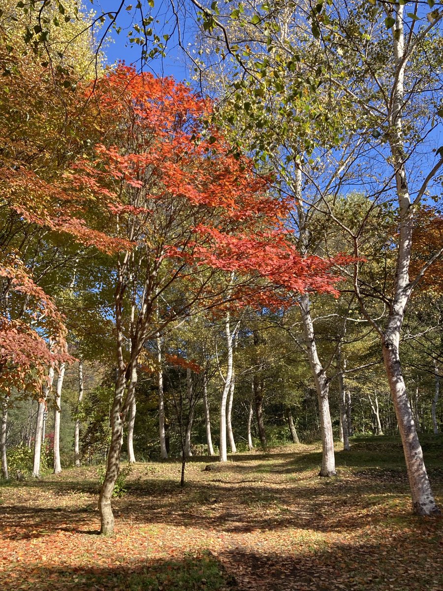 oze475's tweet photo. キャンプ場内の紅葉が盛んとなりました https://t.co/A2UxscKTbl