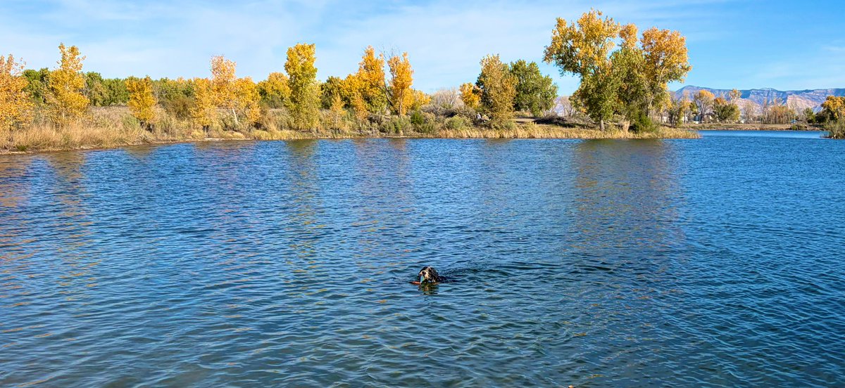 AlBocian's tweet image. Always fun #CrossTraining w #DogRunner #RunTeam #DoodleButtRacing

#Strong #K9 #Swimmer 

#Rueb will go the distance for her @chuckittoys

#Healthy #Happy @NutriSourcePF #Bernedoodles

#Walking #Swimming #Hiking #Running

#Nature #Fall #Lake #Mountains #Yellow #Green #Leaves