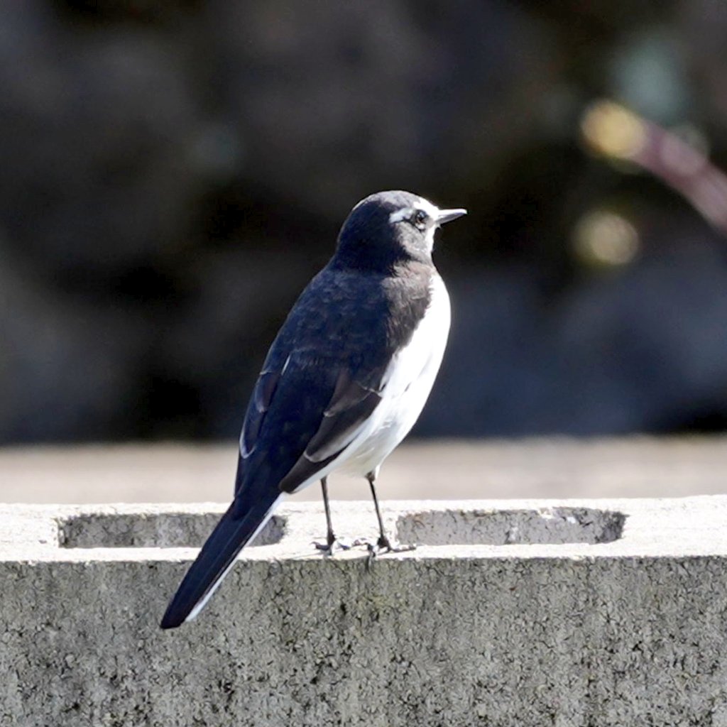 にこページ ポンなしライオン@Inheritor on X